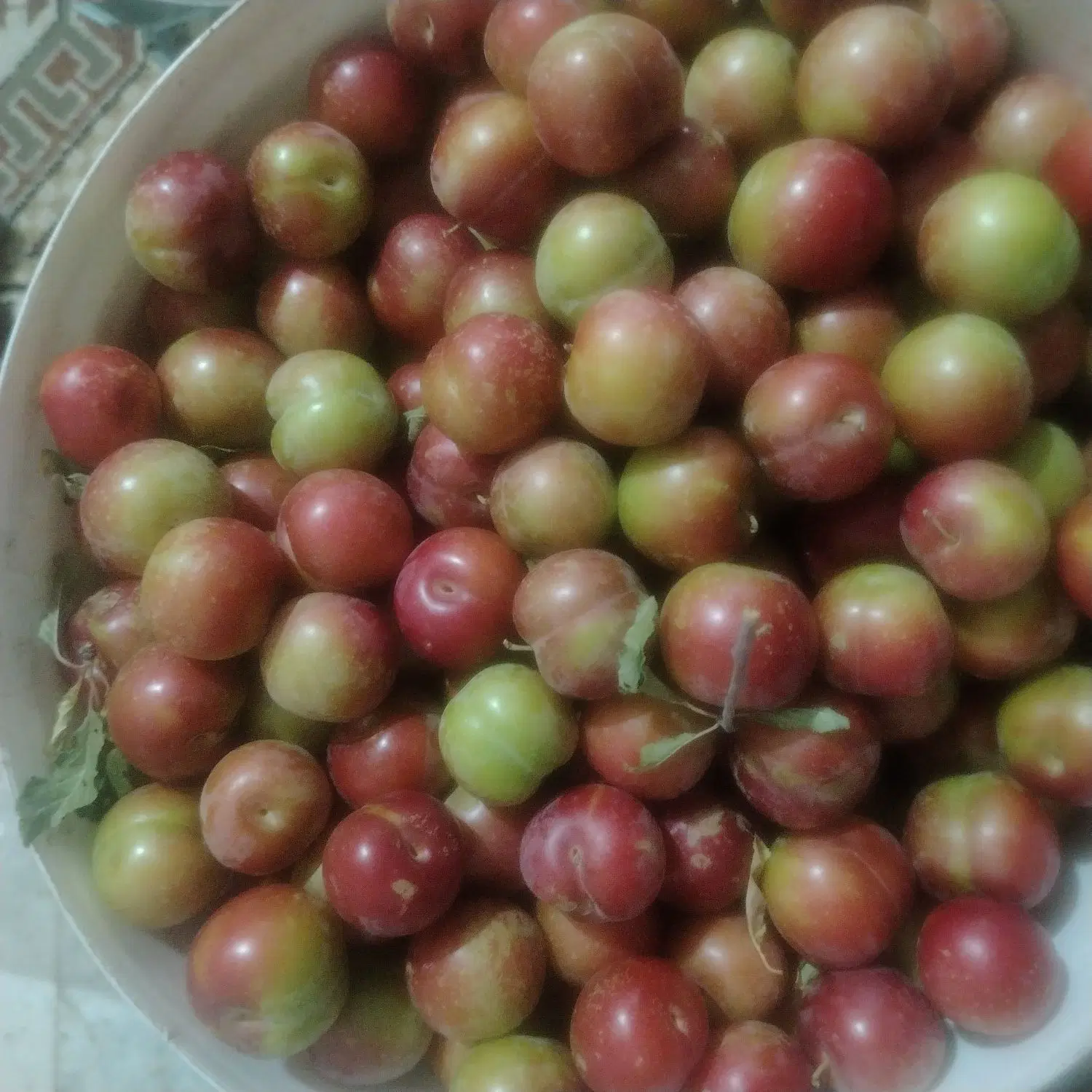 آلوچه|خدمات باغبانی و درختکاری|سنندج, |دیوار