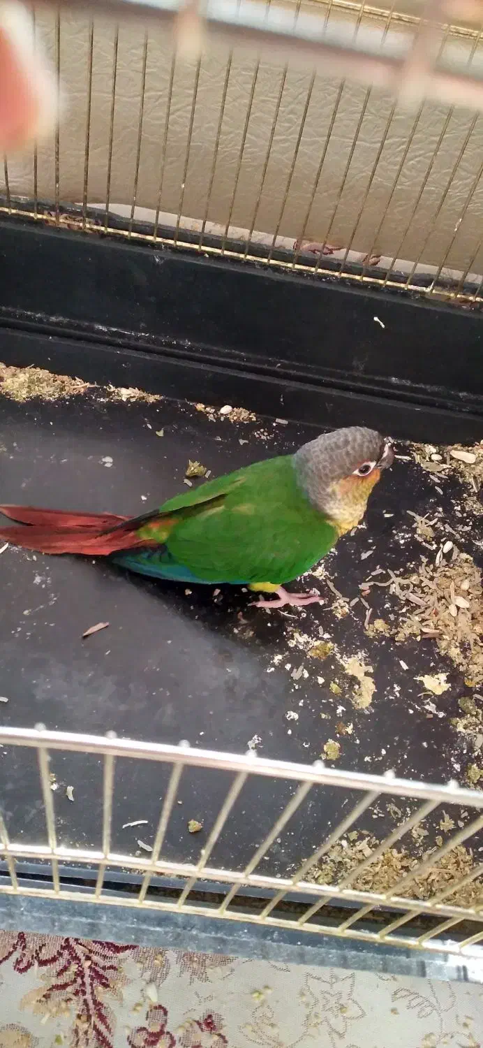 گمشده|حیوانات|بناب, |دیوار