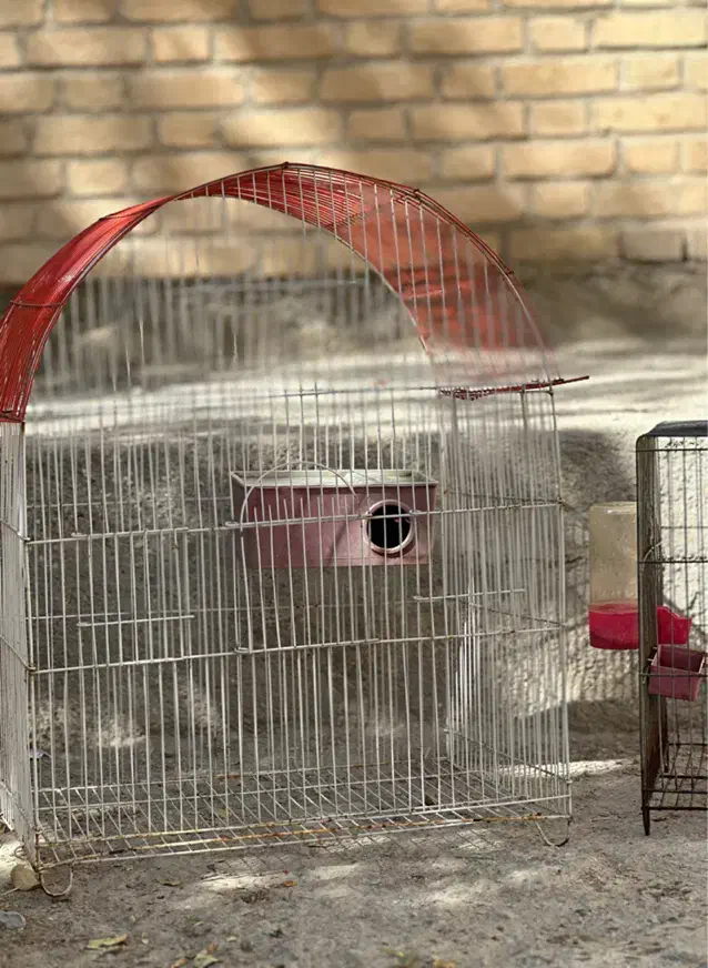 قفس پرنده|لوازم جانبی حیوانات|کبودرآهنگ, |دیوار