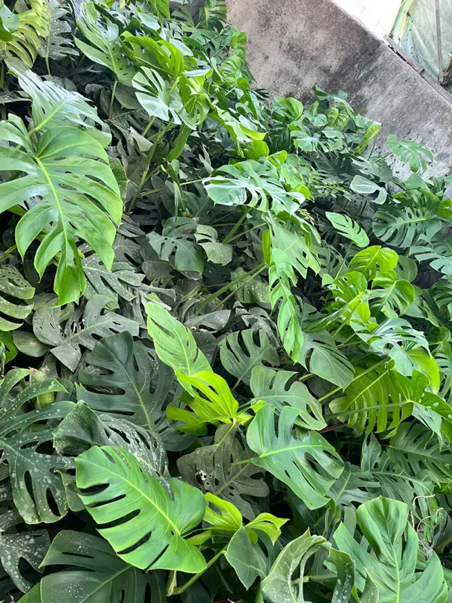 مانسترا و برگ انجیری|گل و گیاه طبیعی|آمل, |دیوار