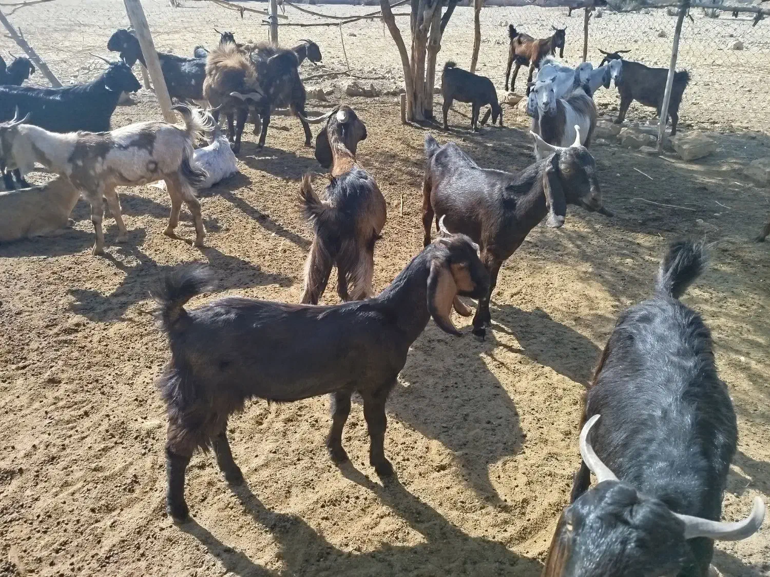 فروش بز|حیوانات مزرعه|داراب, |دیوار