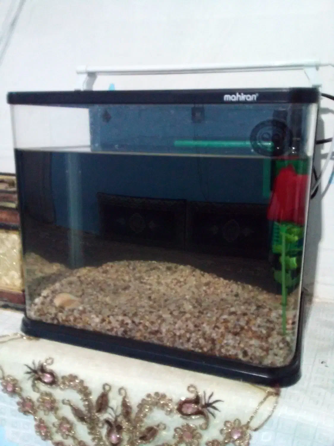 و...اکواریوم|ماهی|تربت جام, فاز ۱ فرهنگیان|دیوار