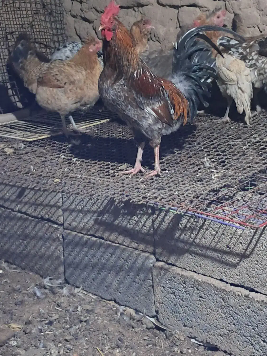 فروش خروس محلی|حیوانات مزرعه|سیرجان, |دیوار