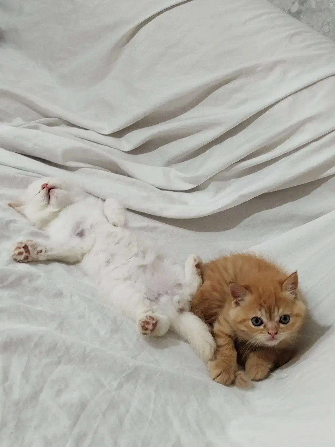 گربه پرشین|گربه|گرگان, |دیوار