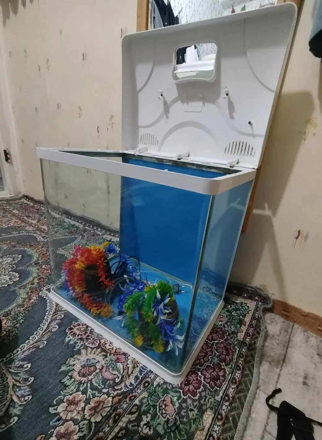 آکواریوم|ماهی|خرم‌آباد, |دیوار