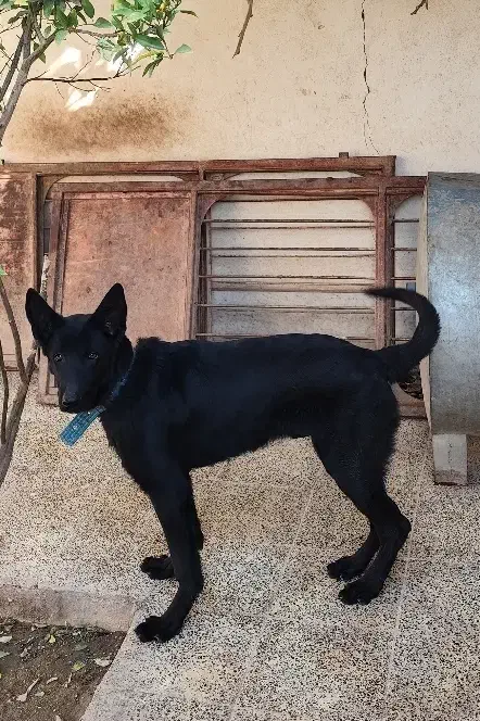 توله ژرمن شپرد بلک|سگ|بم, |دیوار