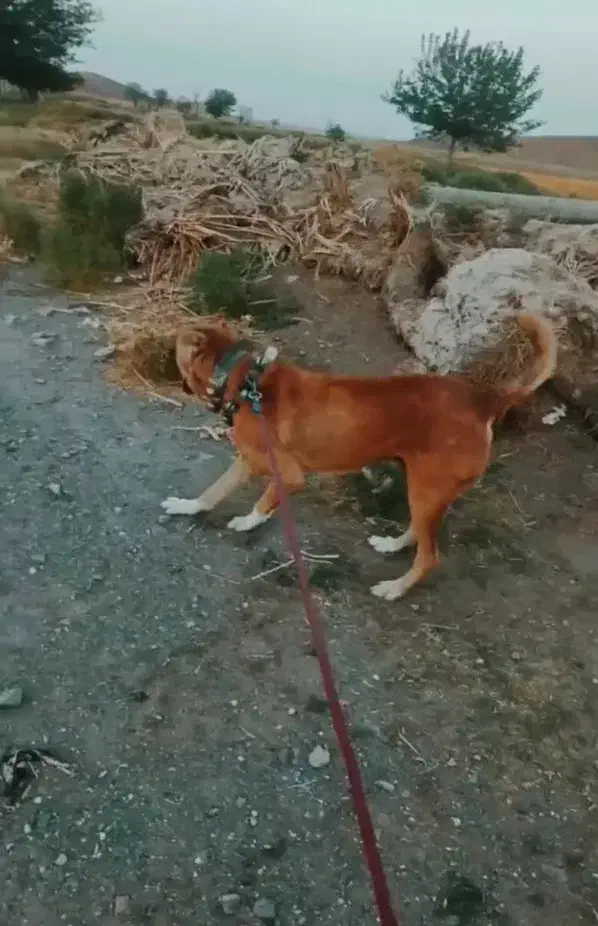 واگذاری سگ|سگ|میان ولایت, |دیوار