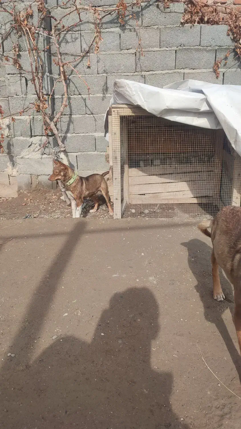 پاکوتا|سگ|بناب, |دیوار