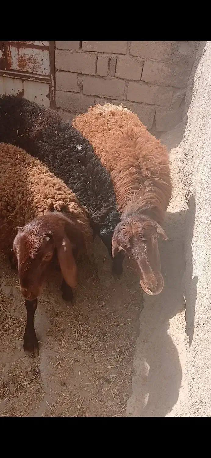 بره عالی برای فروش|حیوانات مزرعه|پیشخور, |دیوار