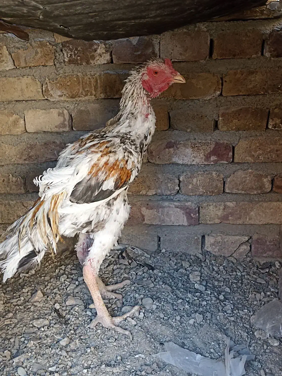 خروس|حیوانات مزرعه|سراوان, |دیوار