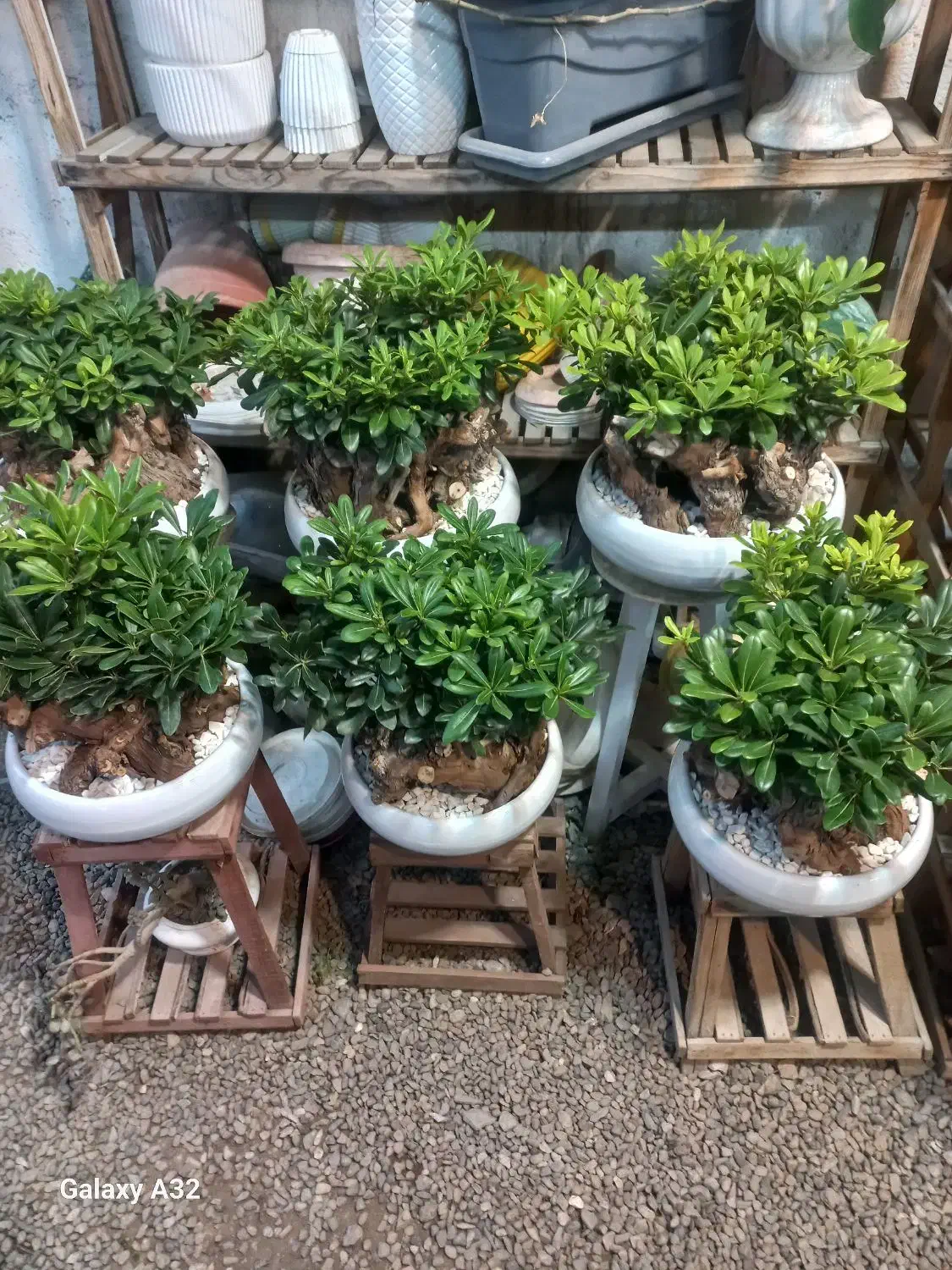 گل بونسای میخک از تولیدی بخر|گل و گیاه طبیعی|مشهد, حضرت حجت|دیوار