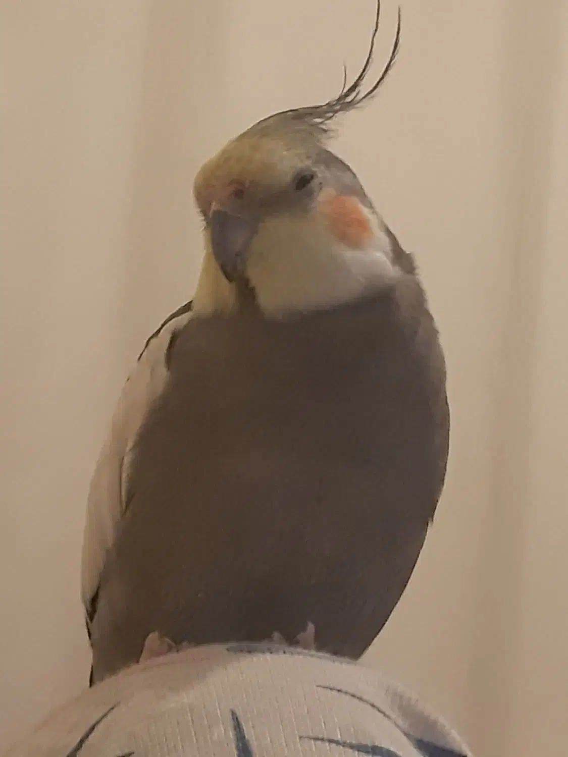 عروس هلندی|حیوانات|مشهد, شهید بهشتی|دیوار