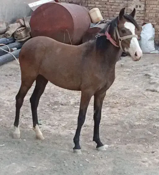 اسب یک و نیم ساله مادیان|اسب و تجهیزات اسب‌سواری|اردبیل, |دیوار