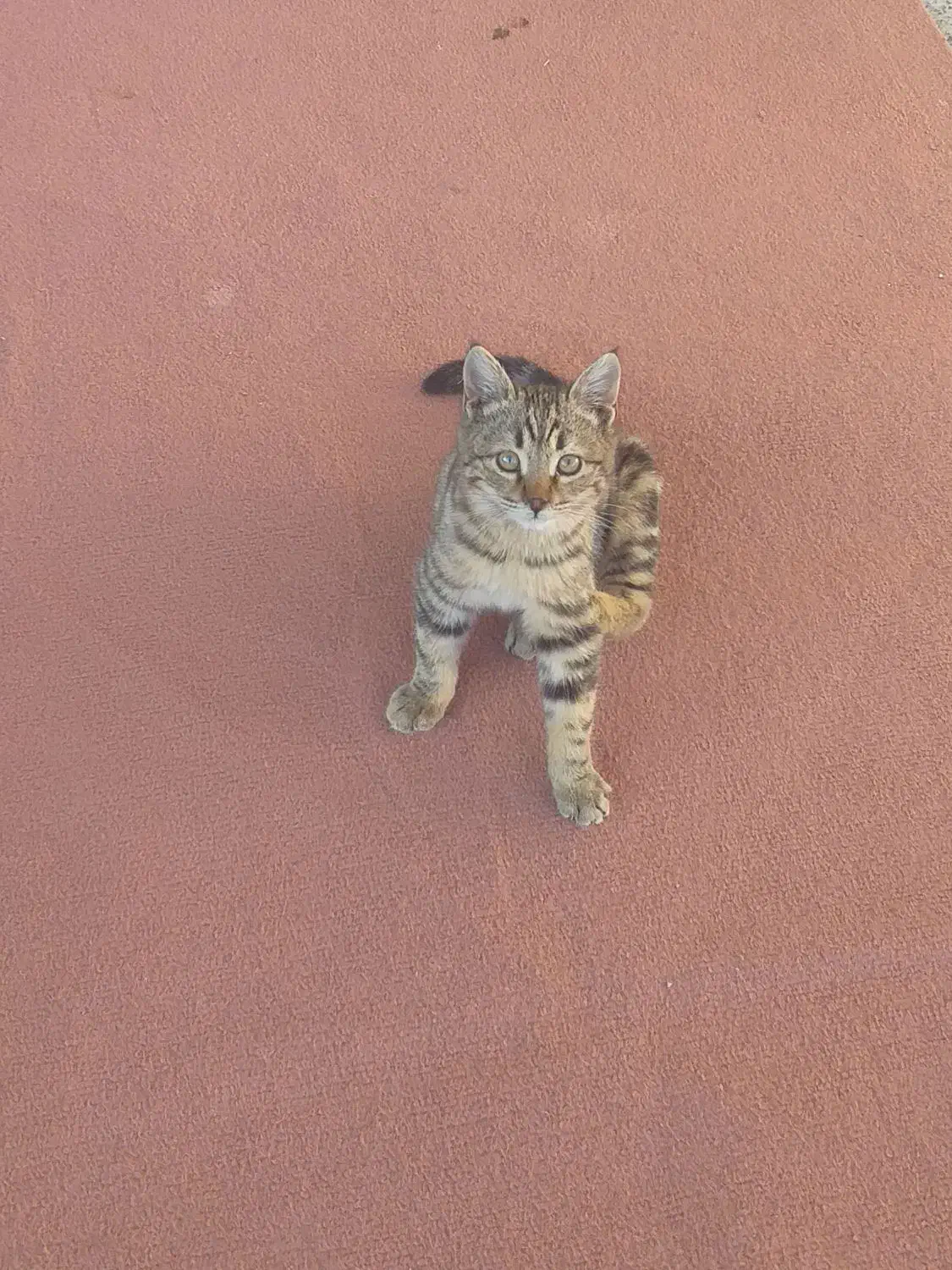 سرپرستی حیوان خانگی|گربه|اردبیل, |دیوار