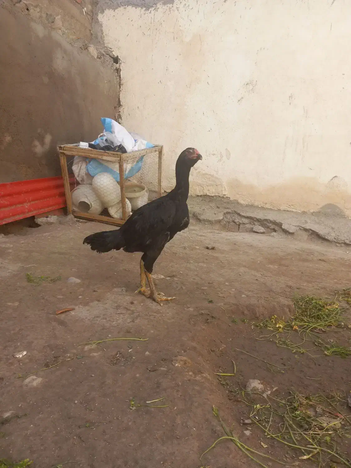 جوجه خروس ومرغ لاری|حیوانات مزرعه|اردبیل, |دیوار