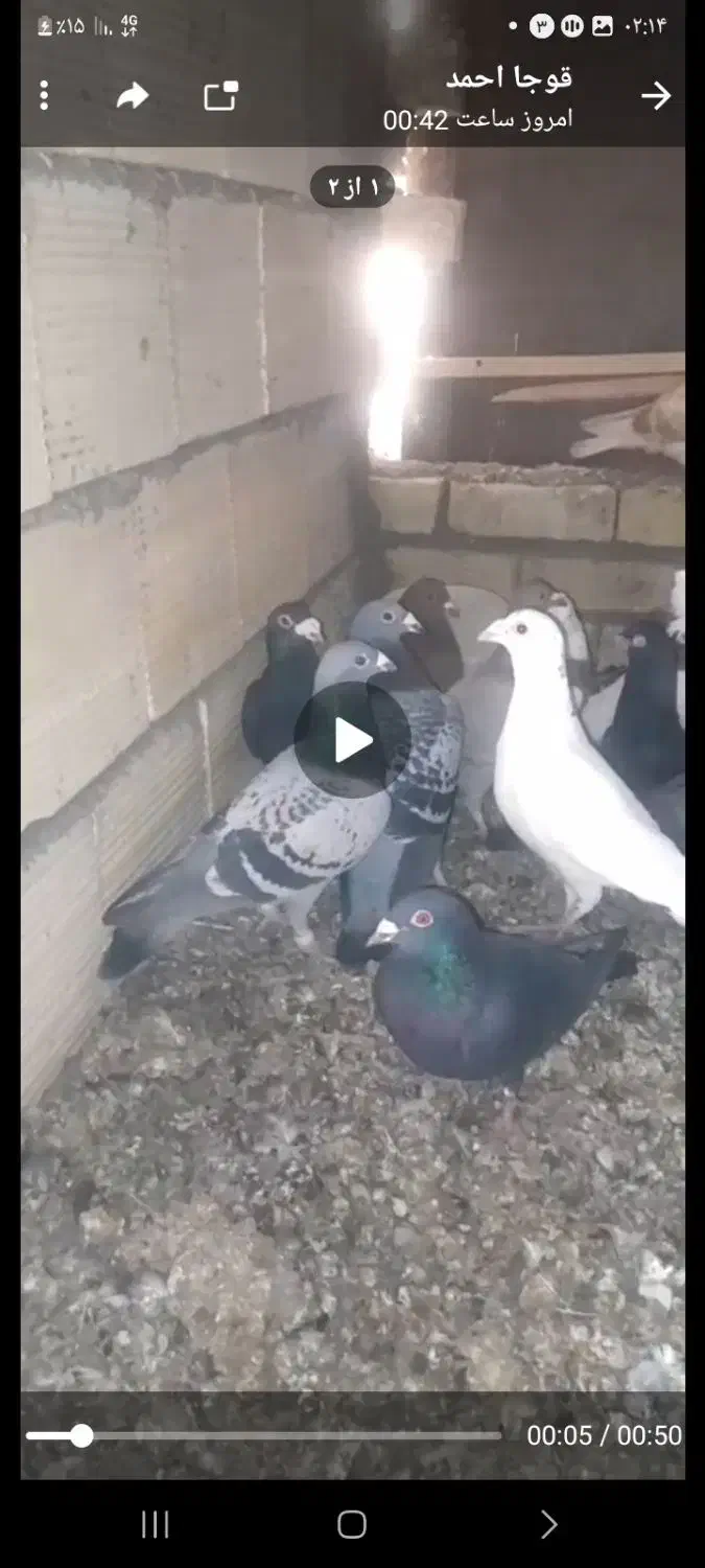 کبوتر فروشی|پرنده|آبگرم, |دیوار