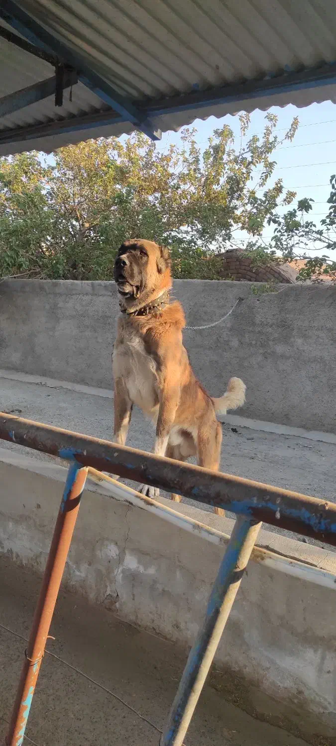 واگذاری سگ دهن پاک|سگ|سبزوار, پاسداران|دیوار