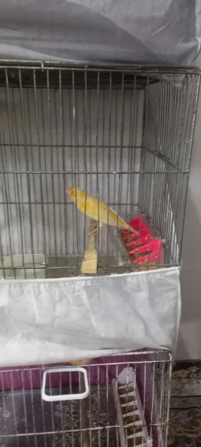 قناری|پرنده|ری, حمزهآباد|دیوار