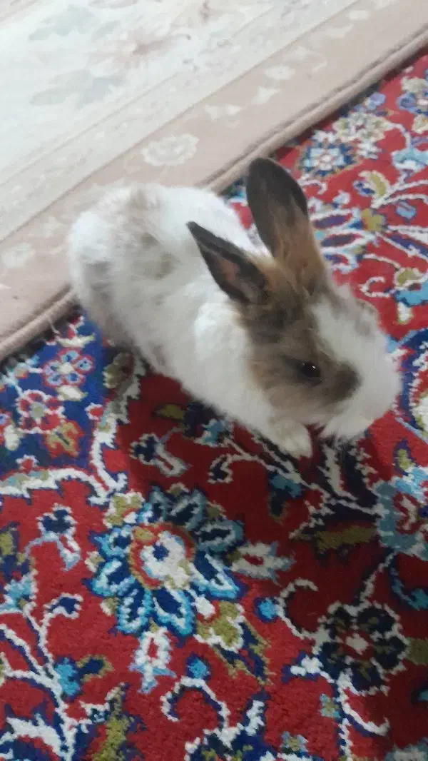 خرگوش دستی نر|موش و خرگوش|کبودرآهنگ, |دیوار