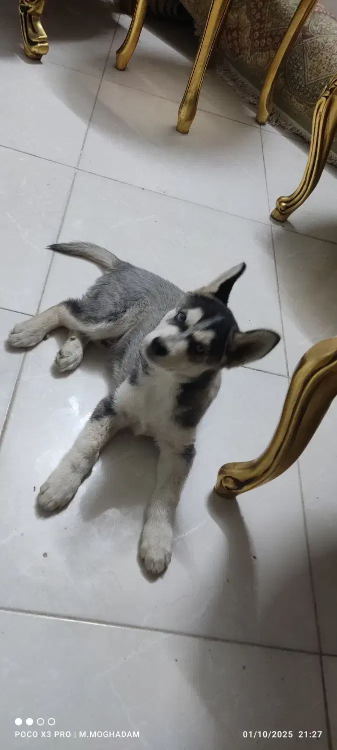 گمشده توله هاسکی|سگ|مشهد, کشف|دیوار