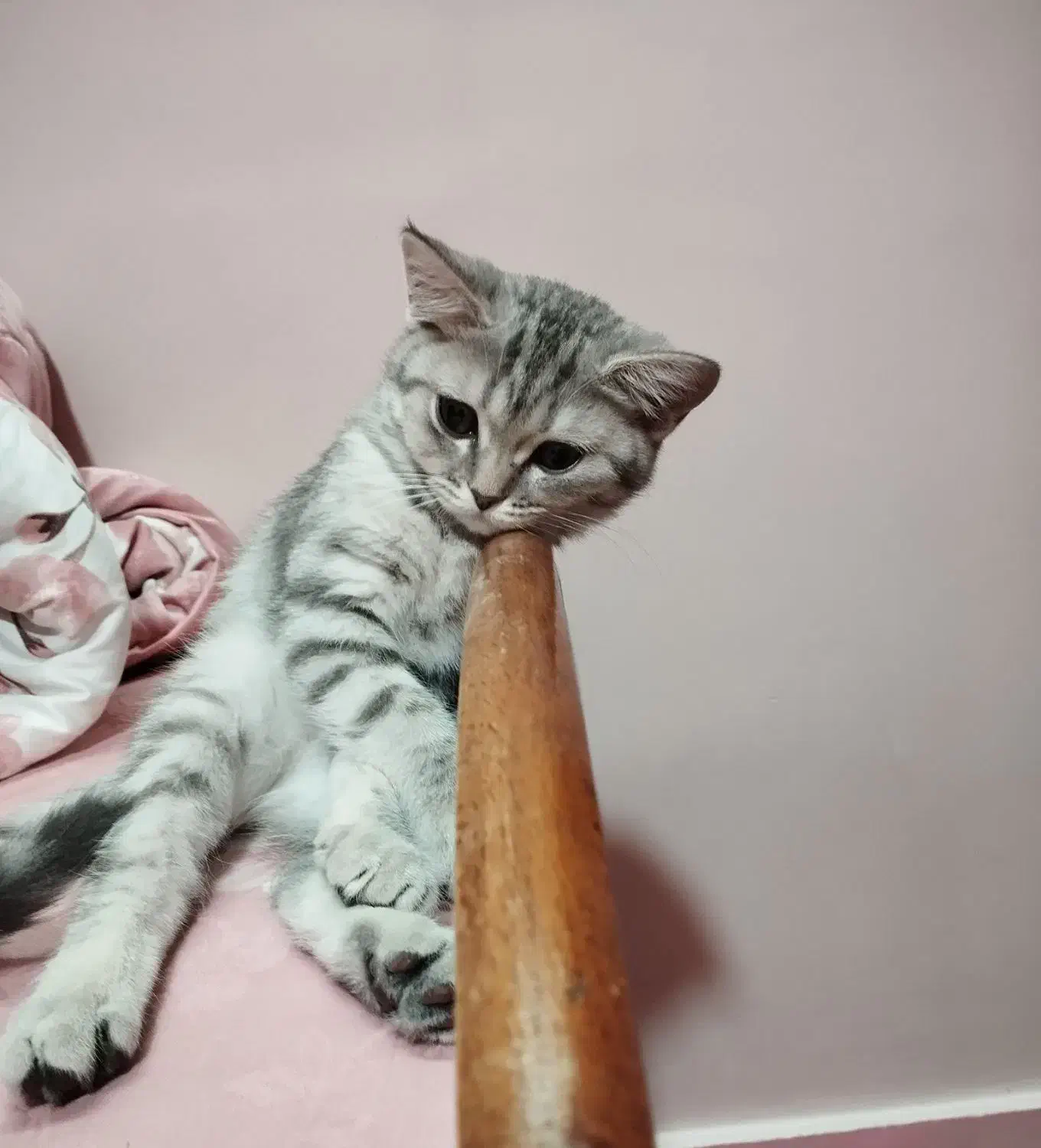 گربه بریتیش چین چیلا|گربه|تهران, منیریه|دیوار