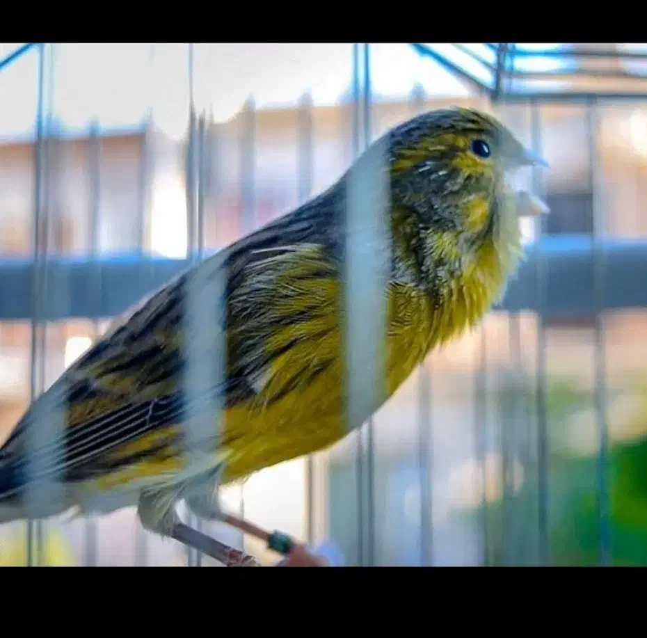 قناری سبز چمنی مست|پرنده|بندر امام خمینی, |دیوار