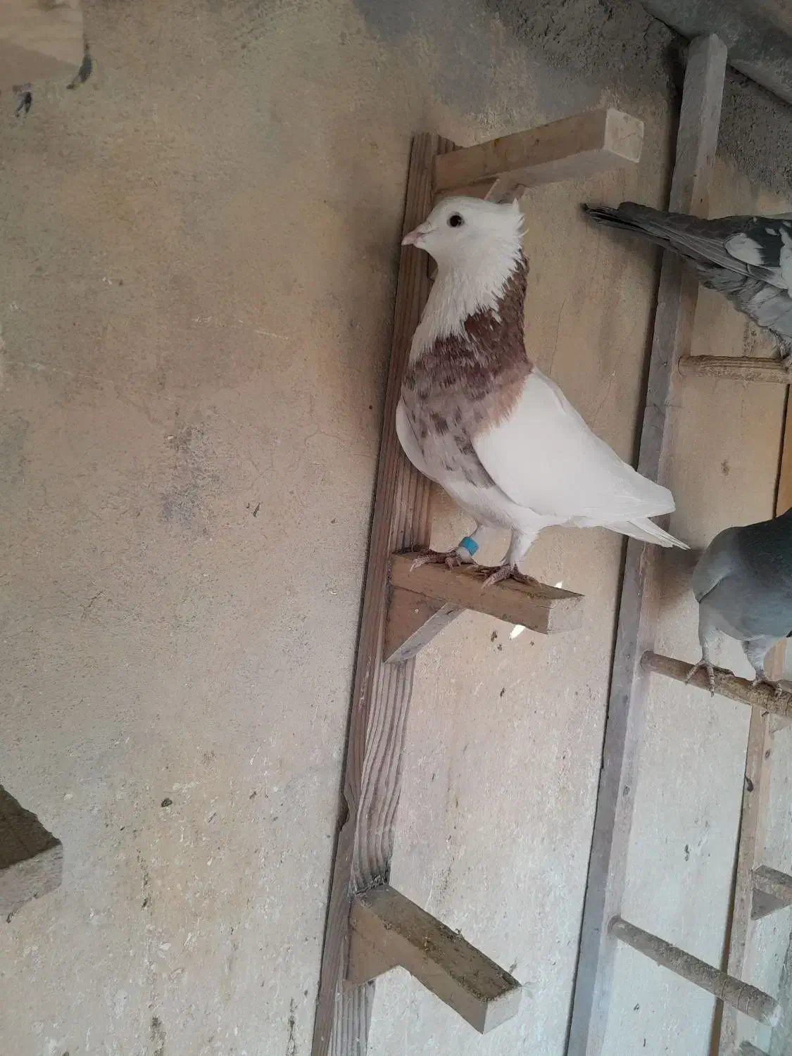 کبوتر بهبهانی|پرنده|کازرون, |دیوار