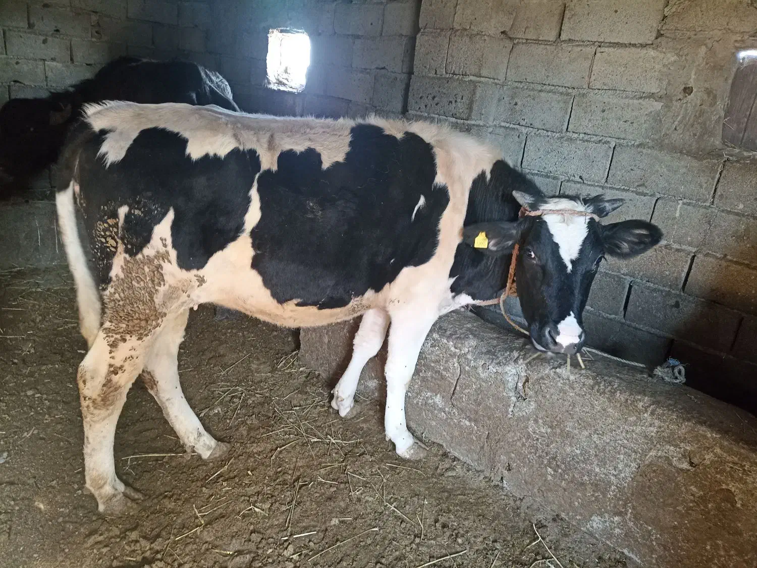 گاو ابستن|حیوانات مزرعه|نمین, |دیوار