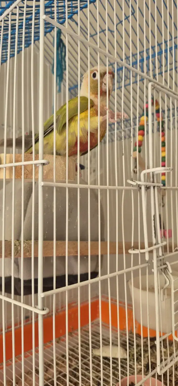 طوطی گیرینچیک نر|پرنده|نجف‌آباد, یزدانشهر|دیوار