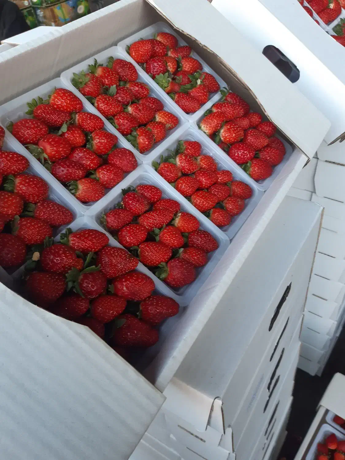 پخش موز وتوت فرهنگی به قنادی وکافه|خوردنی و آشامیدنی|تهران, تهرانسر شمالی|دیوار