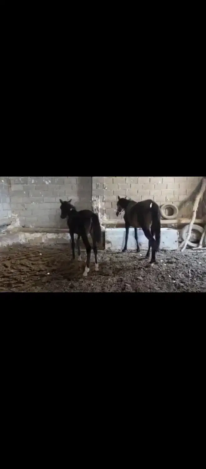 اسب وکره مادیان|اسب و تجهیزات اسب‌سواری|زرین دشت (فارس), |دیوار