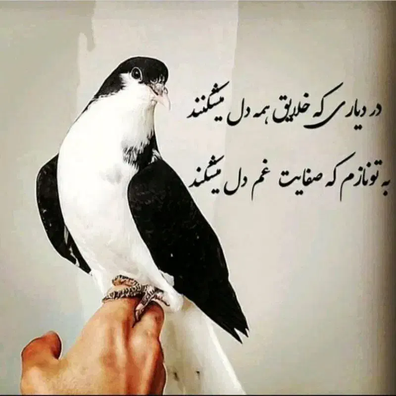 گروه چاشنی و رنگی بازها|پرنده|بجنورد, |دیوار