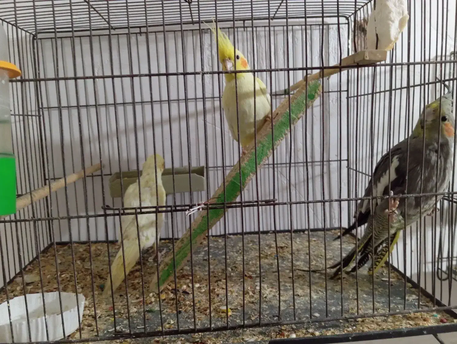 عروس هلندی|پرنده|اهواز, کوی فرهنگیان ۲|دیوار