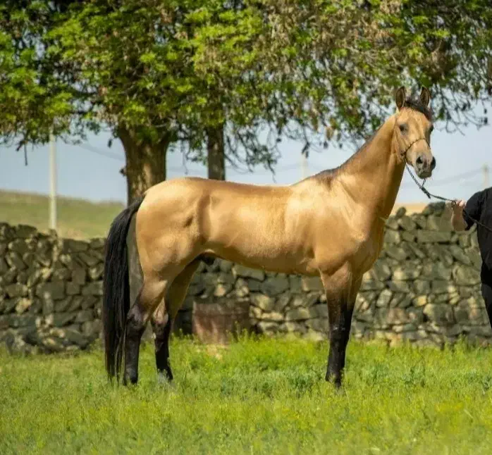 اسب ترکمن آخال باقابلیت سیلمی|اسب و تجهیزات اسب‌سواری|شیراز, باجگاه|دیوار