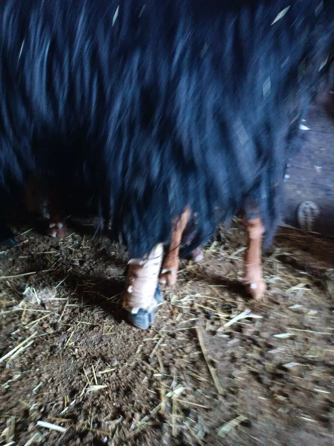 ساورین|حیوانات مزرعه|سیوان, |دیوار