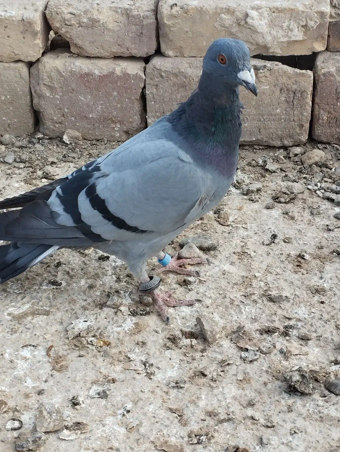 جوانه نرسبز|حیوانات|نیمروز, |دیوار