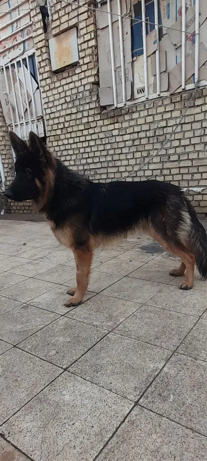 سگ َژرمن شولاین|سگ|اهواز, شهرک الهیه|دیوار