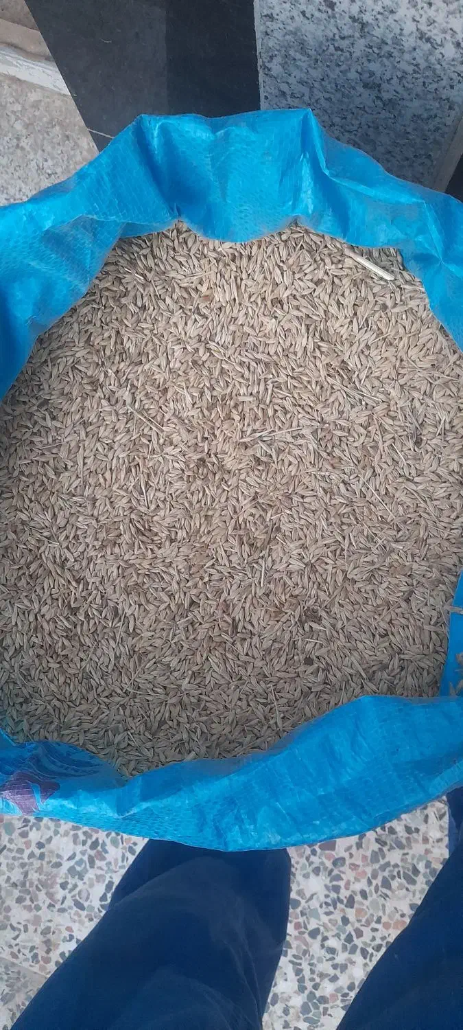 جوعربی برای کاشت  درجه یک|لوازم جانبی حیوانات|رامشیر, |دیوار