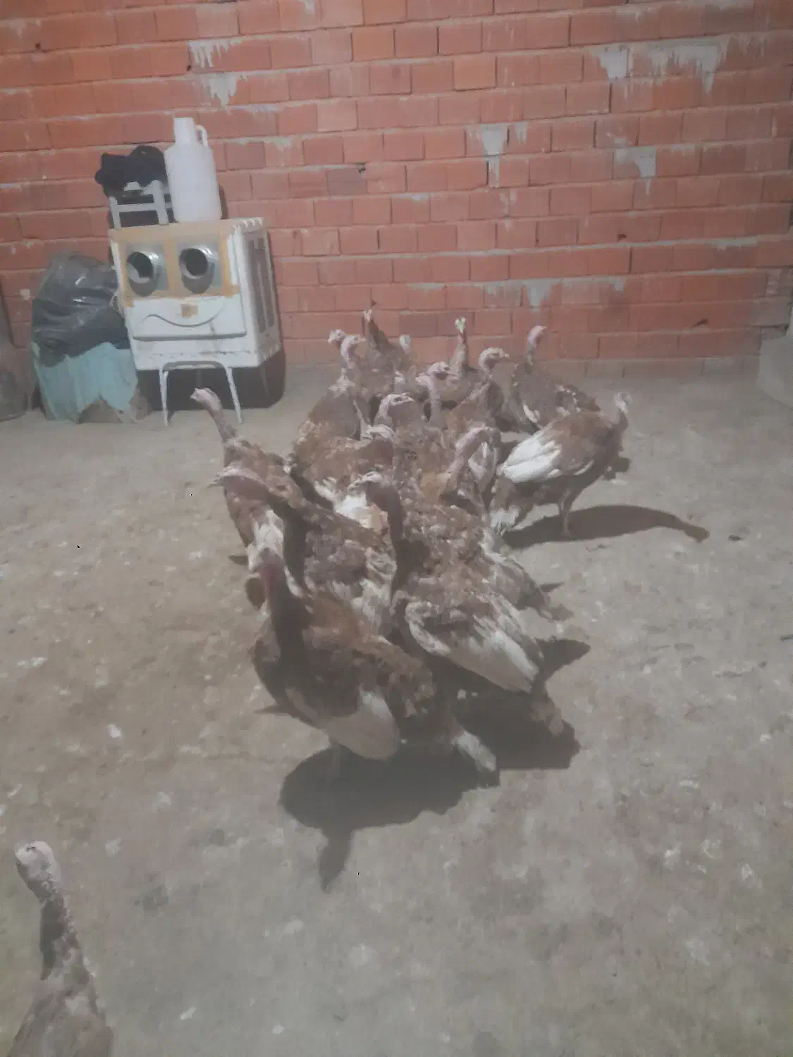 بیست عددبوقلمون|حیوانات مزرعه|خاو و میرآباد, |دیوار