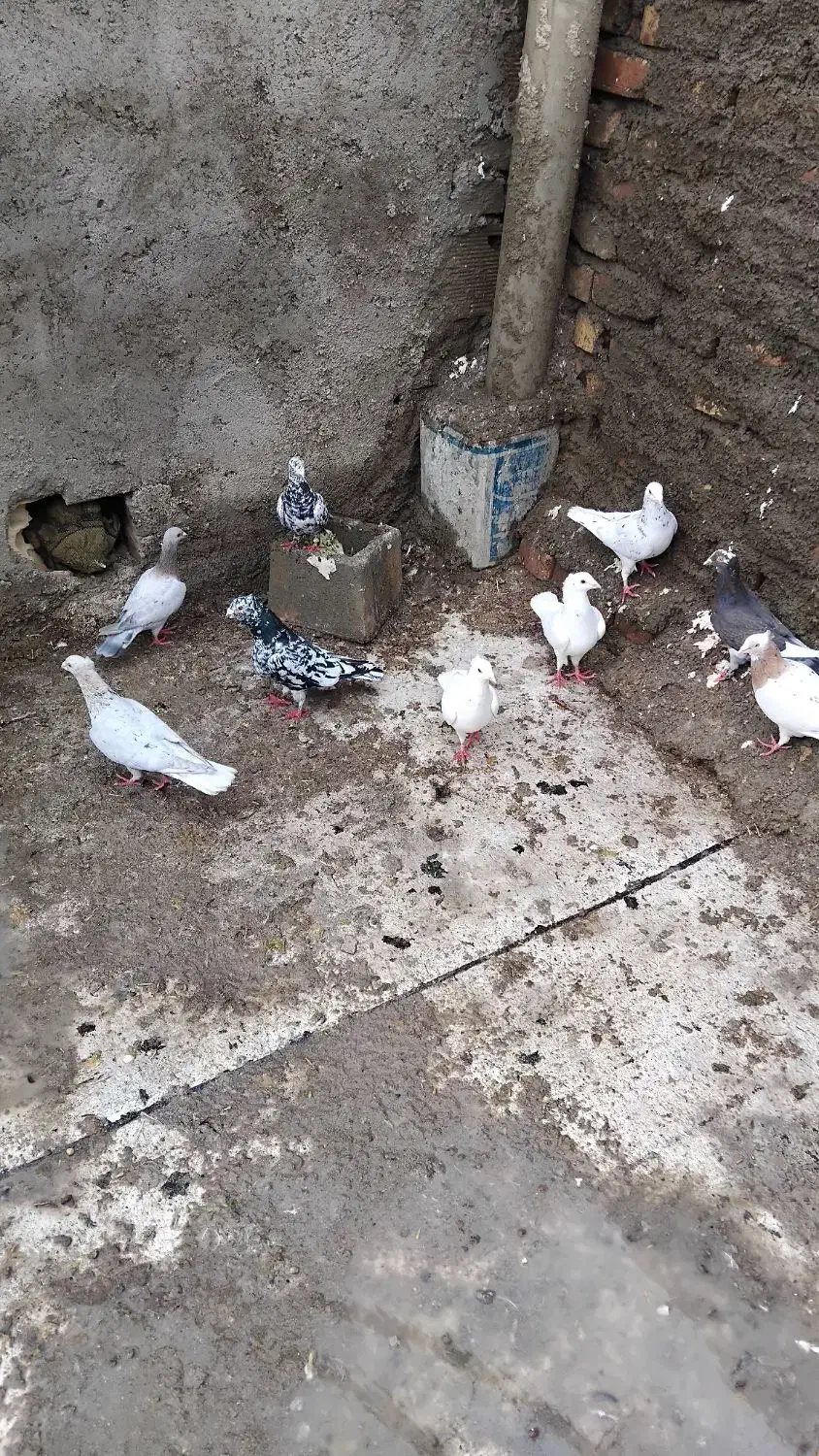 کبوتر سار سرونج کاکلی|پرنده|میان جلگه, |دیوار