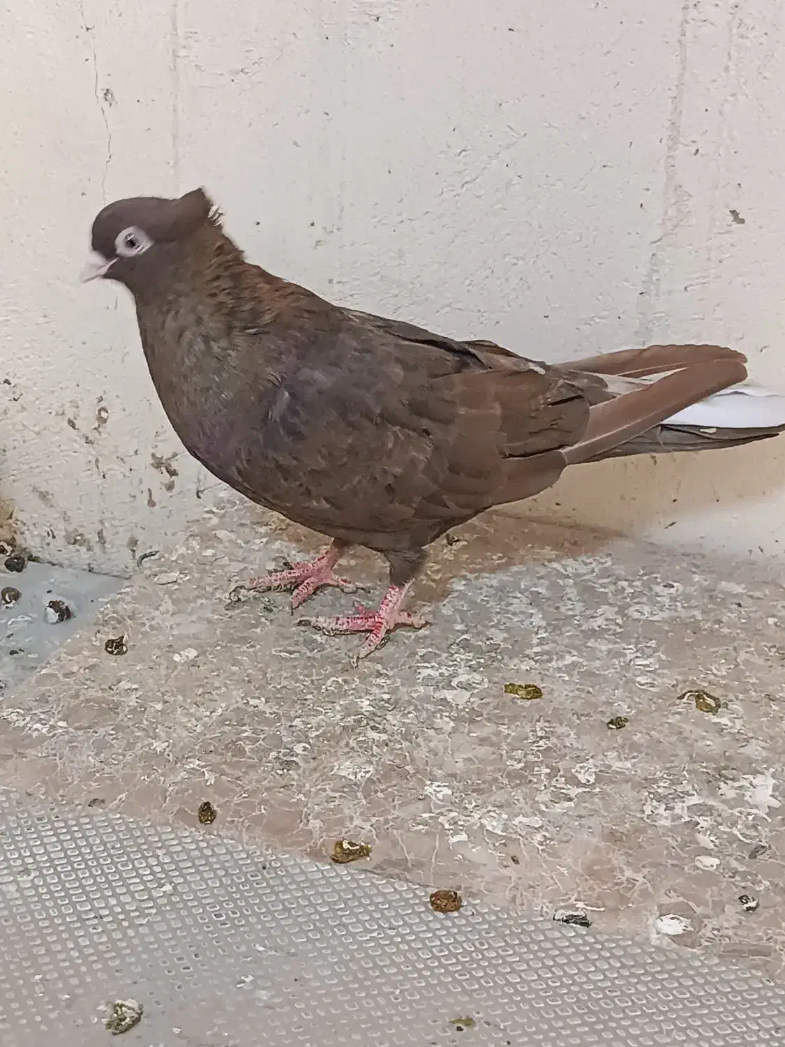 سوسنی و صرب|پرنده|مسجد سلیمان, |دیوار