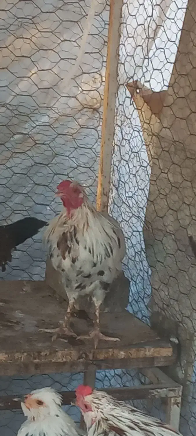 خروس گلین|حیوانات مزرعه|اصفهان, شیخ اشراق|دیوار