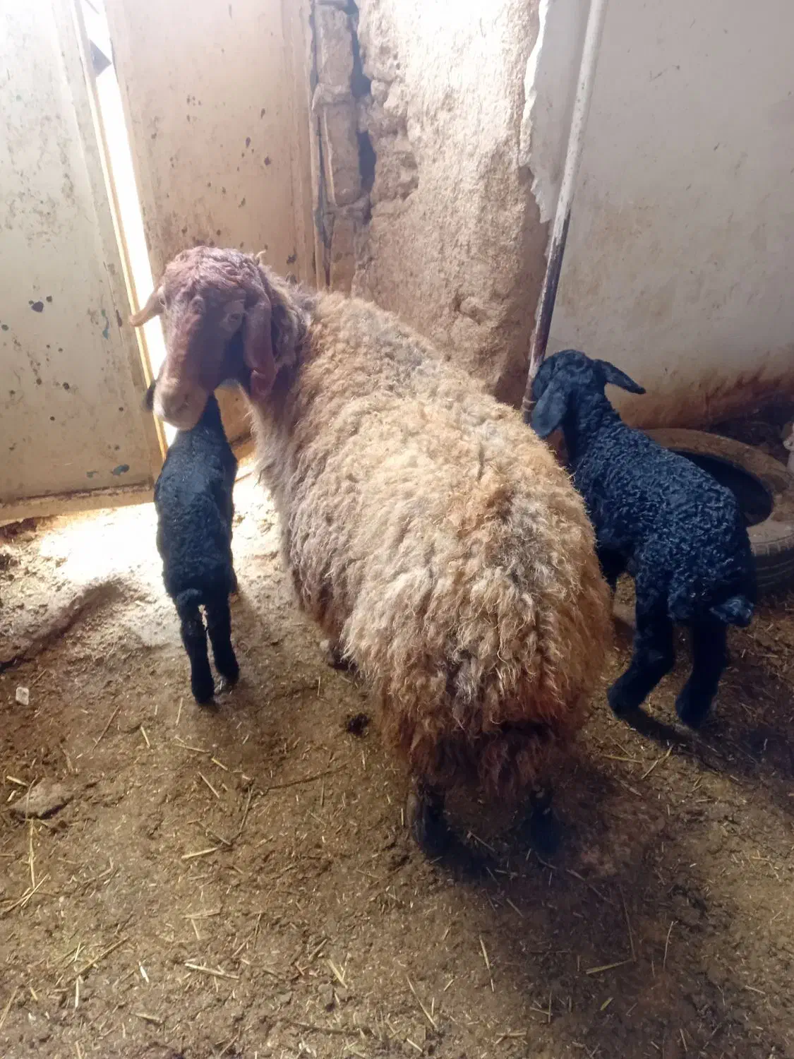 سه عدد میش داشتی|حیوانات مزرعه|فرمهین, |دیوار