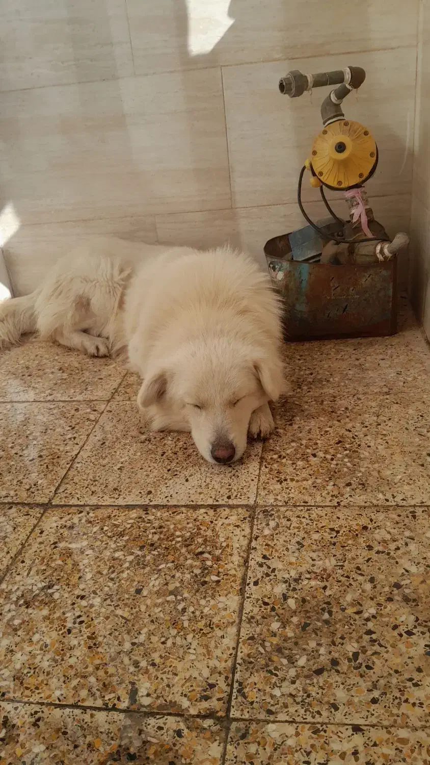 سگ اشپیتز|سگ|اهواز, کیانپارس |دیوار