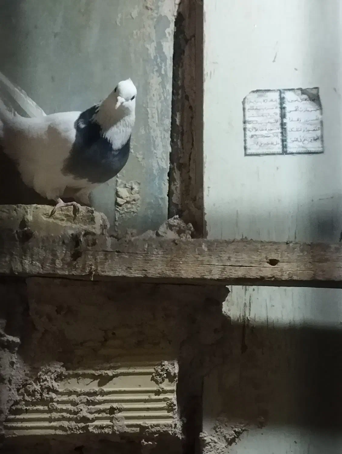 طوقی|پرنده|مهریز, |دیوار