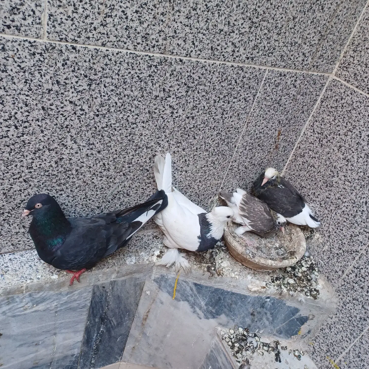 کبوتر طوقی|پرنده|قم, صادقی|دیوار