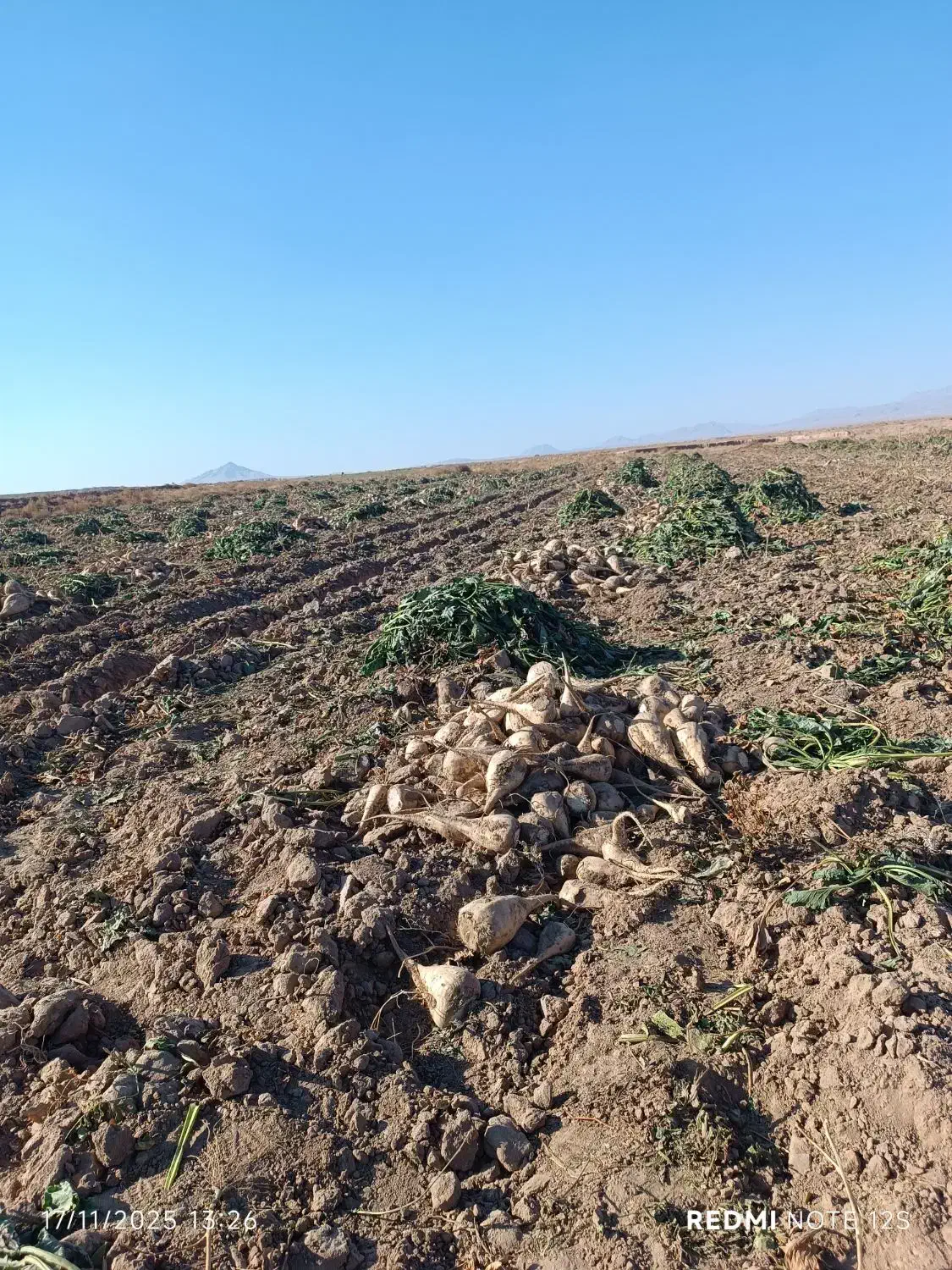 چغندر تحویلی|خوردنی و آشامیدنی|بالا ولایت, |دیوار