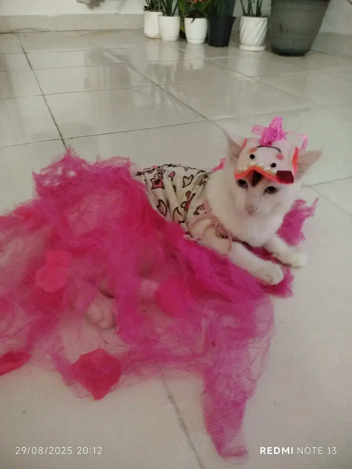 گربه 8ماهه|گربه|لنگرود, |دیوار