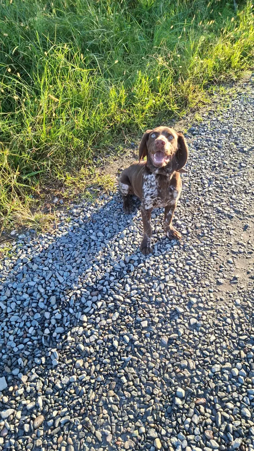 سگ پوینتر آلمانی|سگ|رودسر, |دیوار