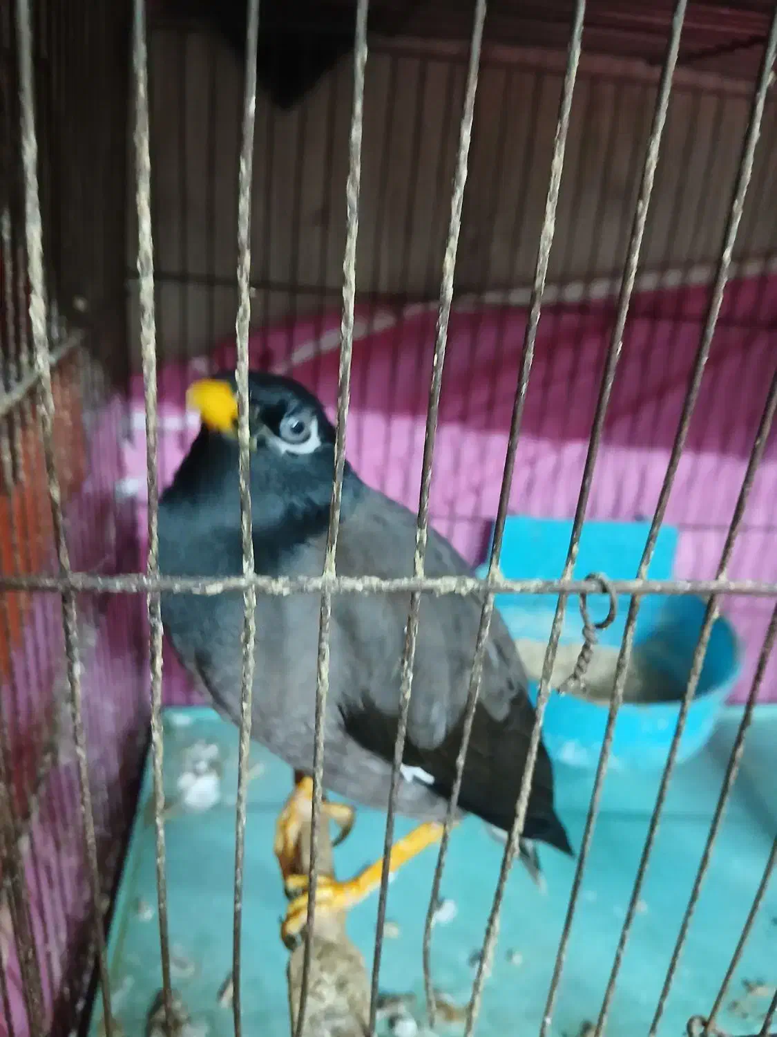 عروس هلندی به شرط|پرنده|خان ببین, |دیوار